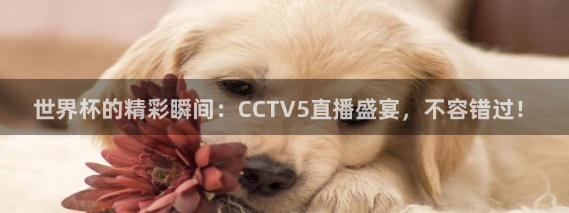 世界杯葡萄牙赛程：世界杯的精彩瞬间：CCTV5直播盛宴，不容错过！