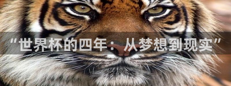 2026世界杯直播免费观看：“世界杯的四年：从梦想到现实”